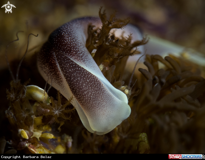 A Sea slug