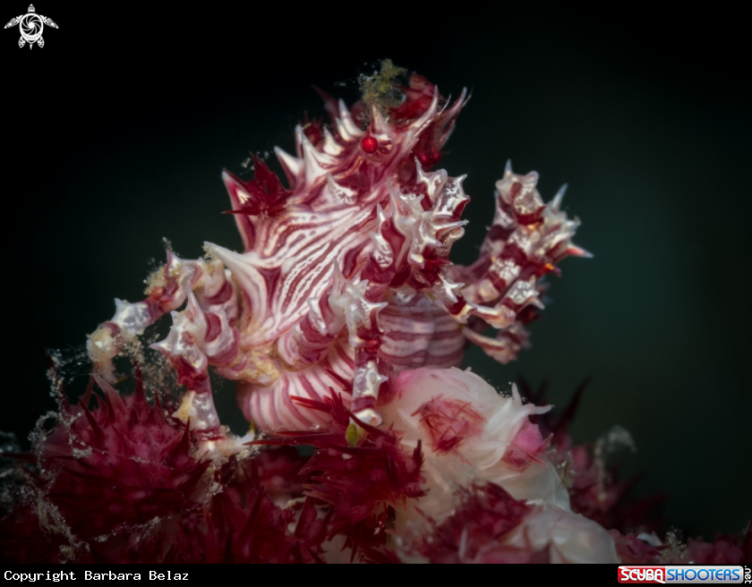 A Candy Crab
