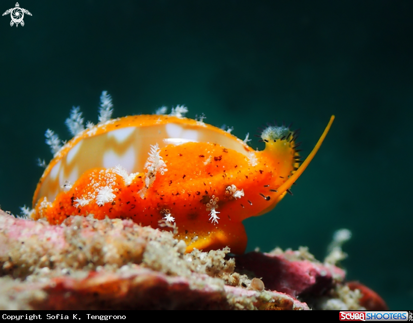 A Cowrie
