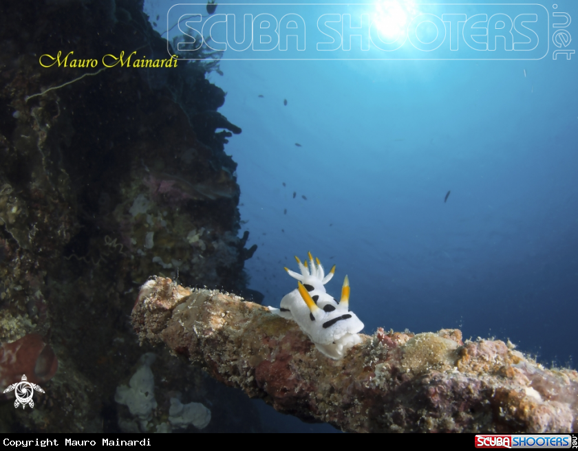 A Nudibranch