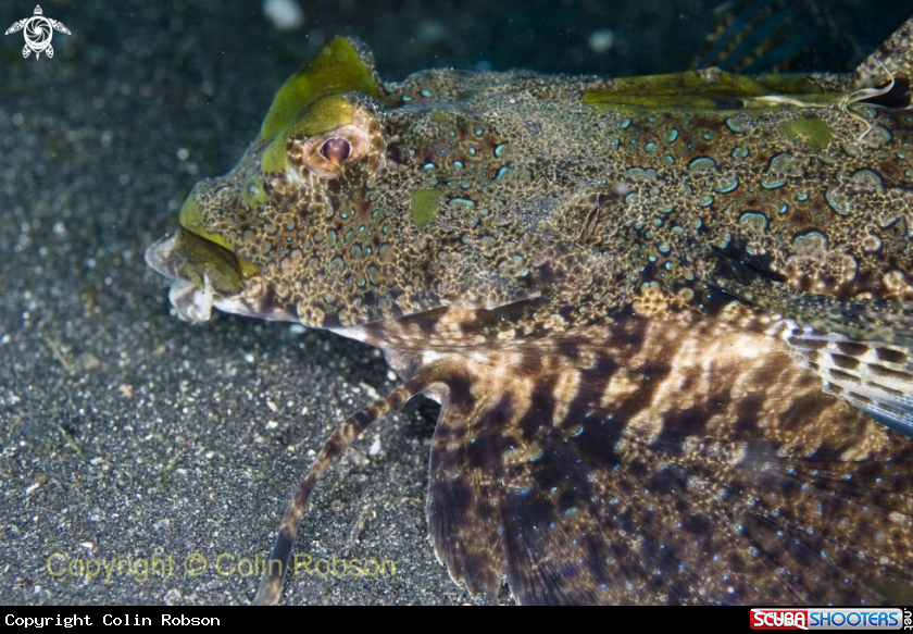A reef fish
