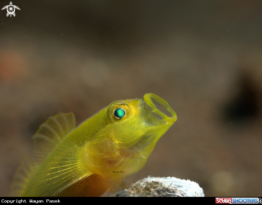 A Yellow Goby
