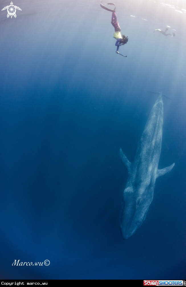 A Chase the blue whale