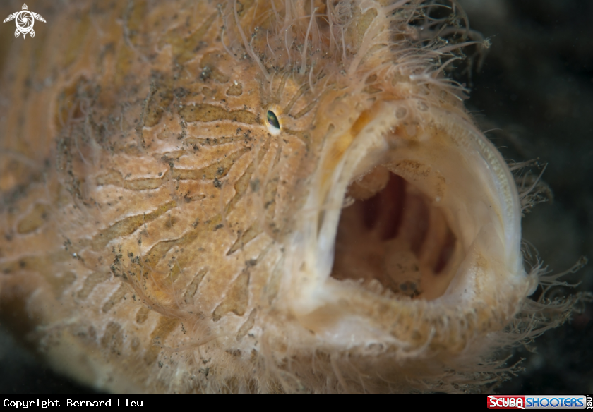 A Frogfish