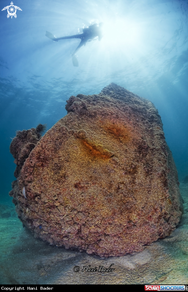 A fifi wreck