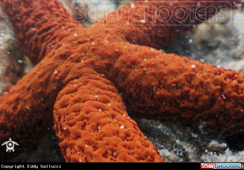 A Starfish