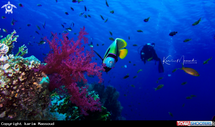 A Emperor Angelfish