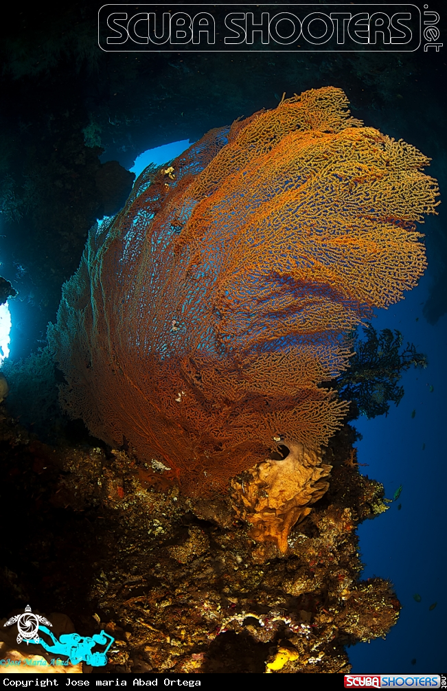 A underwater creature