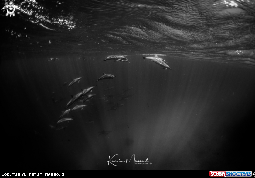 A Spinner Dolphin 