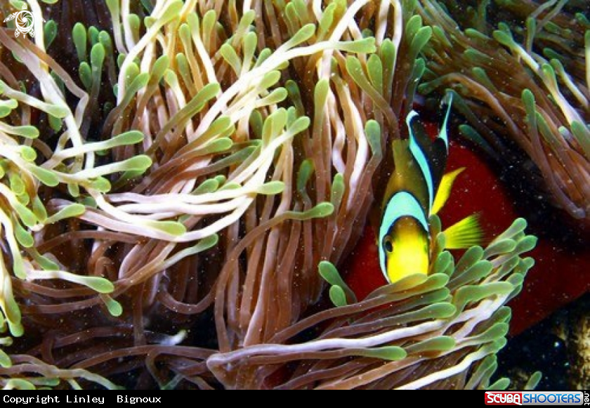 A Clownish with its Sea Anemone.Mauritius