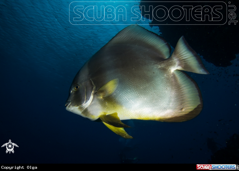 A Bat Fish