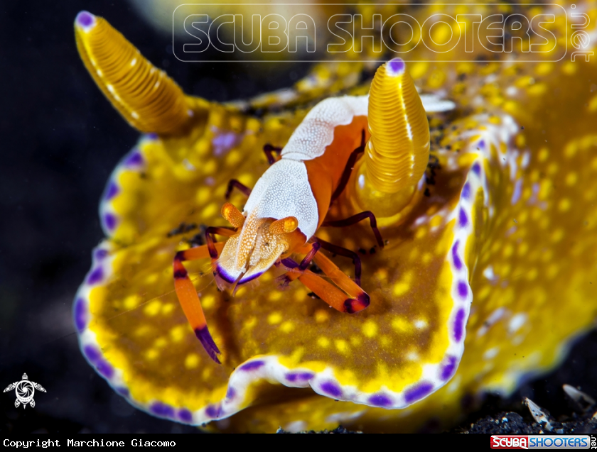A Imperator shrimp