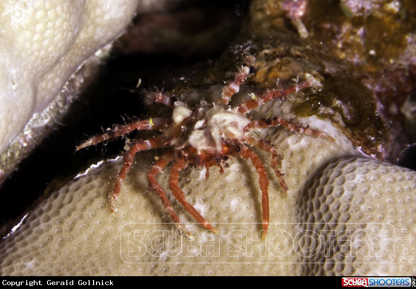 A underwater creature
