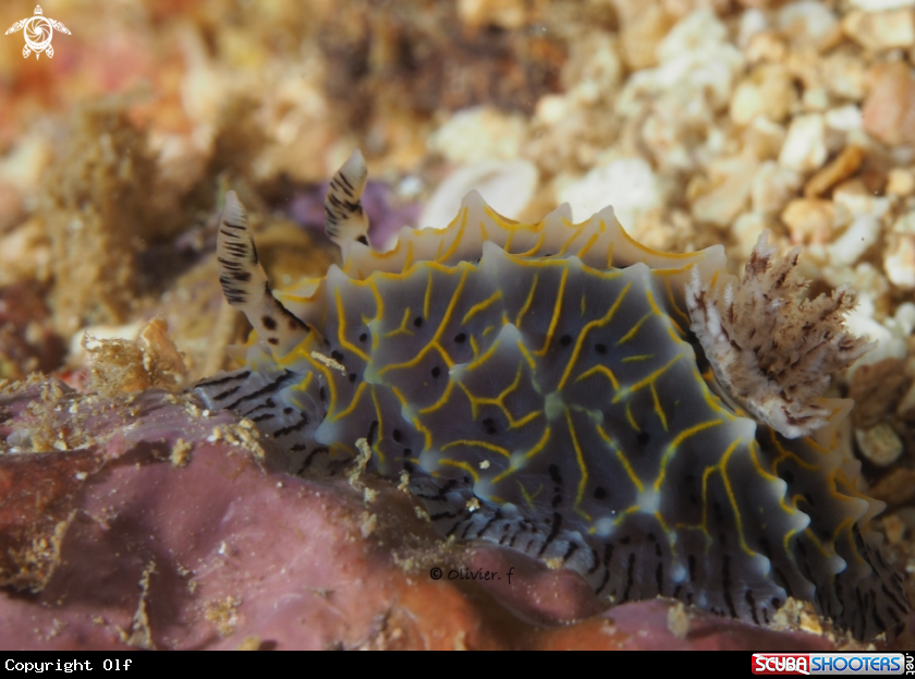 A Halgerda sp
