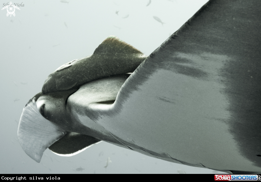 A Giant Oceanic Manta