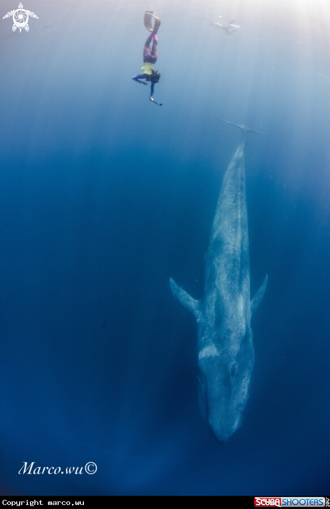 A Follow the giant