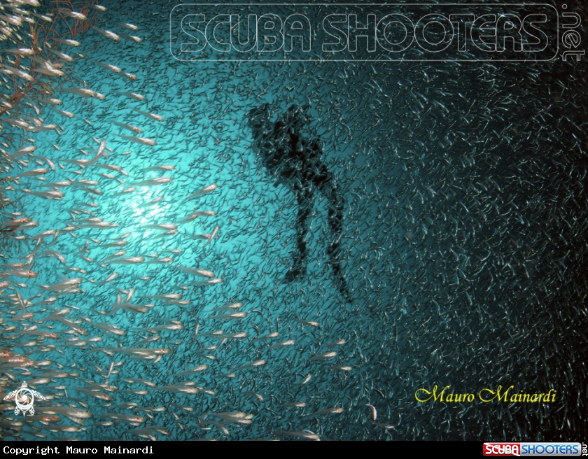 A Silverfish & diver