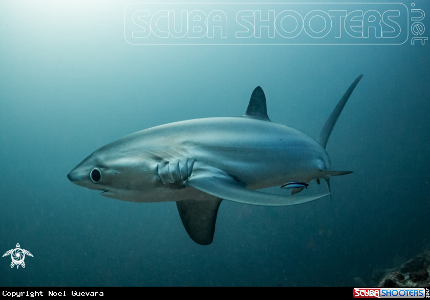 A Pelagic Thresher Shark