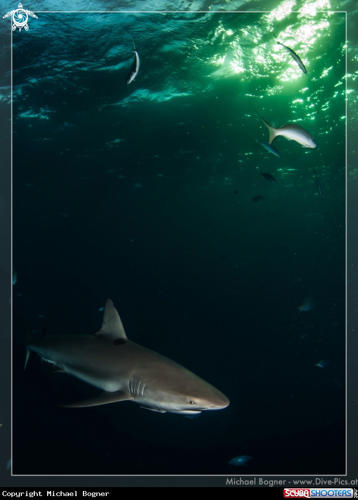 A Caribbean reef shark