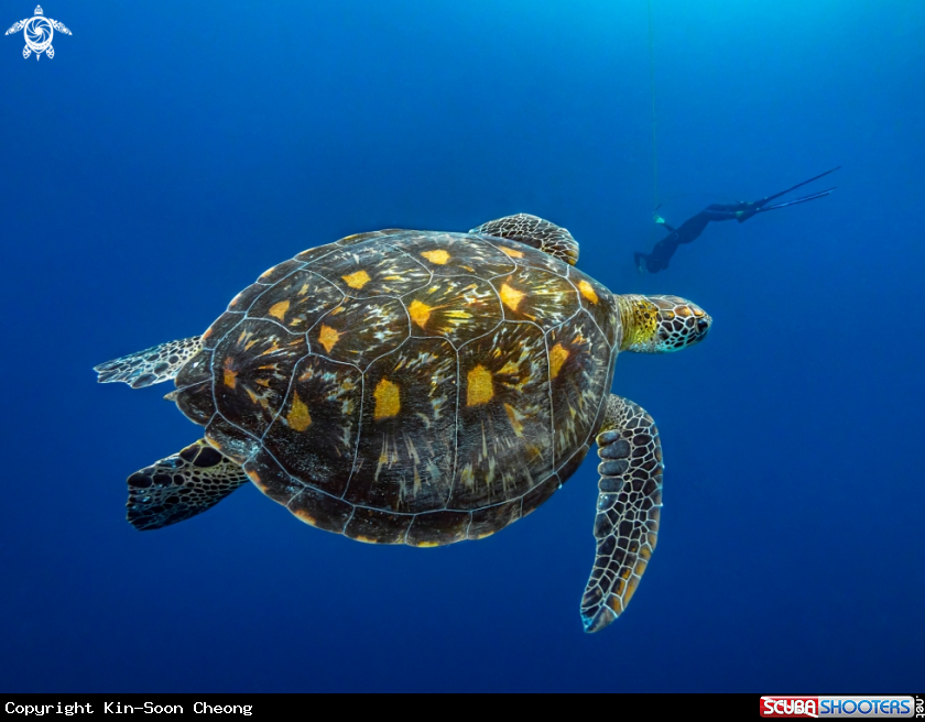 A Green Sea Turtle
