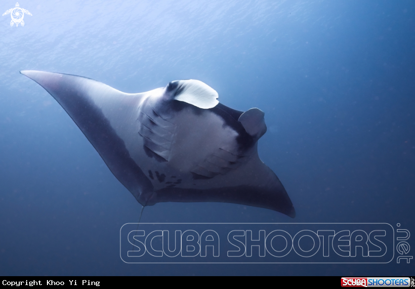 A Manta Ray