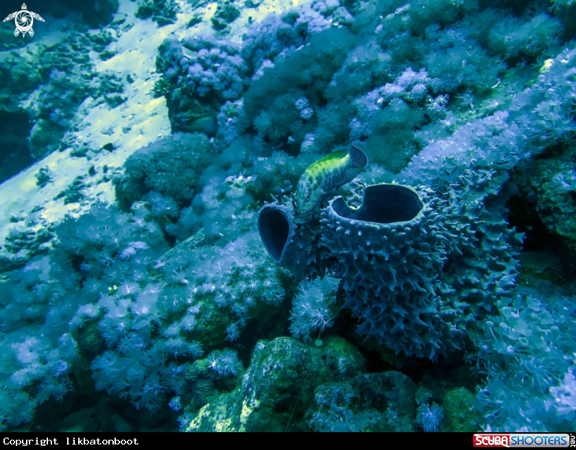 A grouperfish