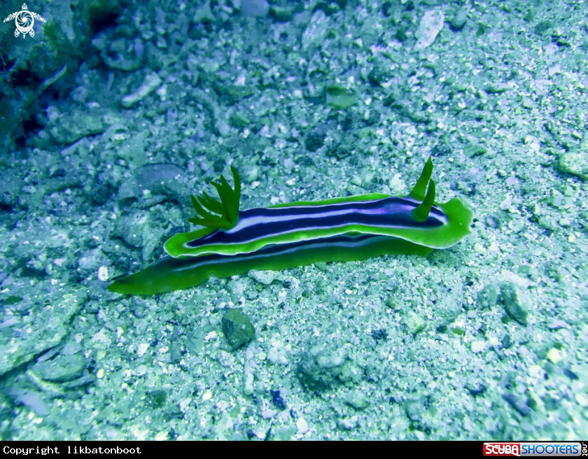 A nudibranch
