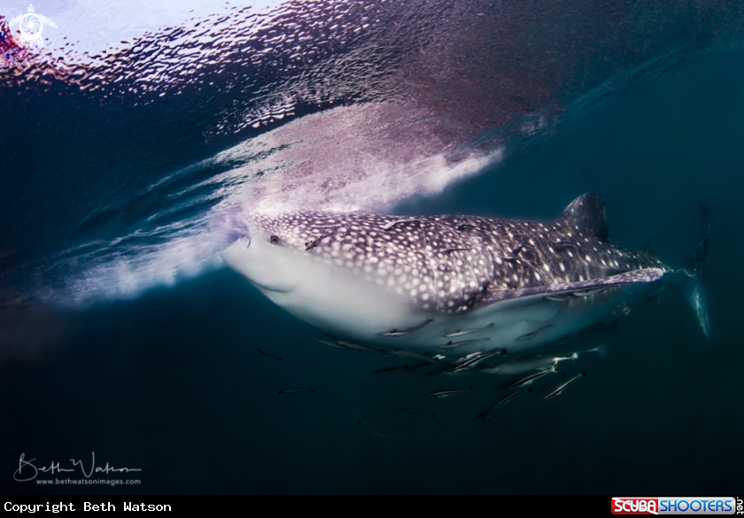 A Whale Shark