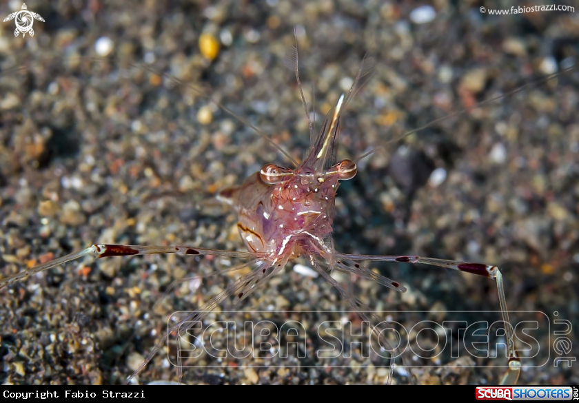 A Gamberetto degli anemoni