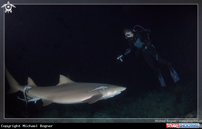 A Lemon Shark