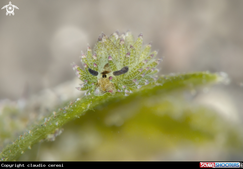 A Costasiella sp.