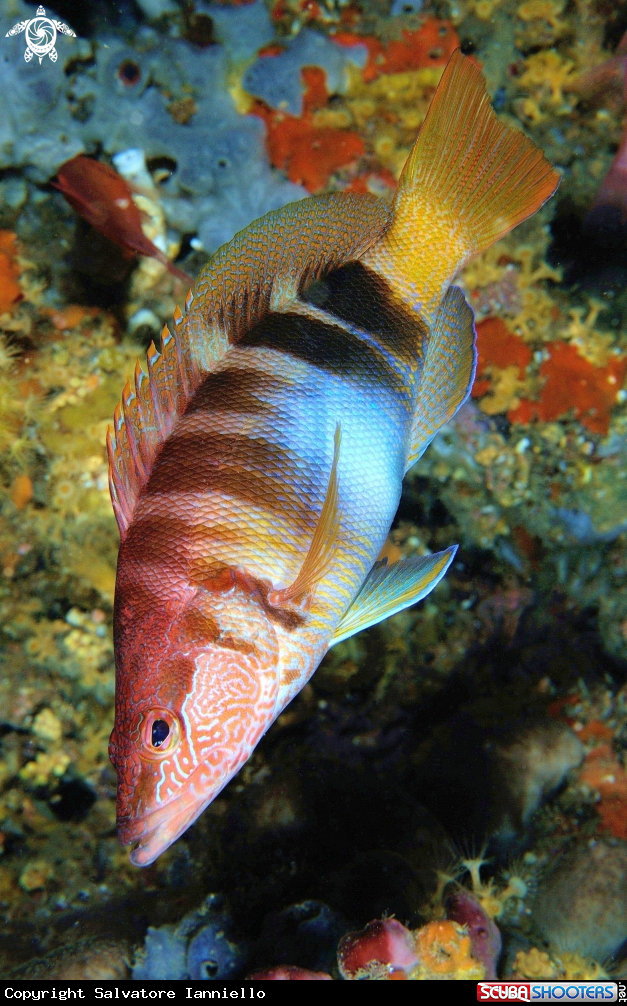 A underwater creature