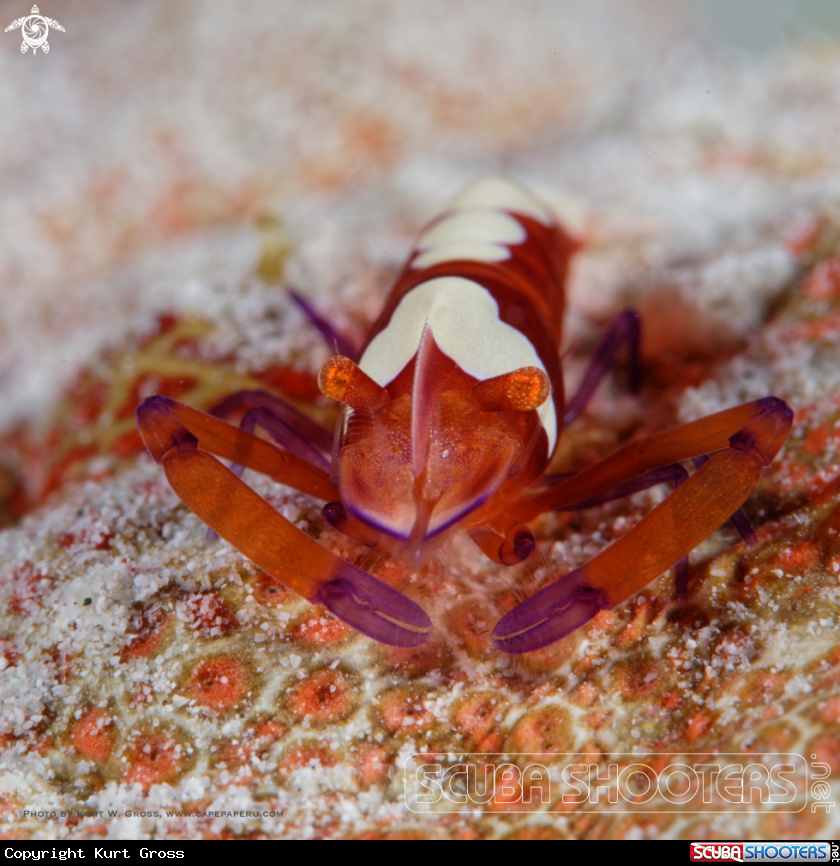 A Emperor shrimp