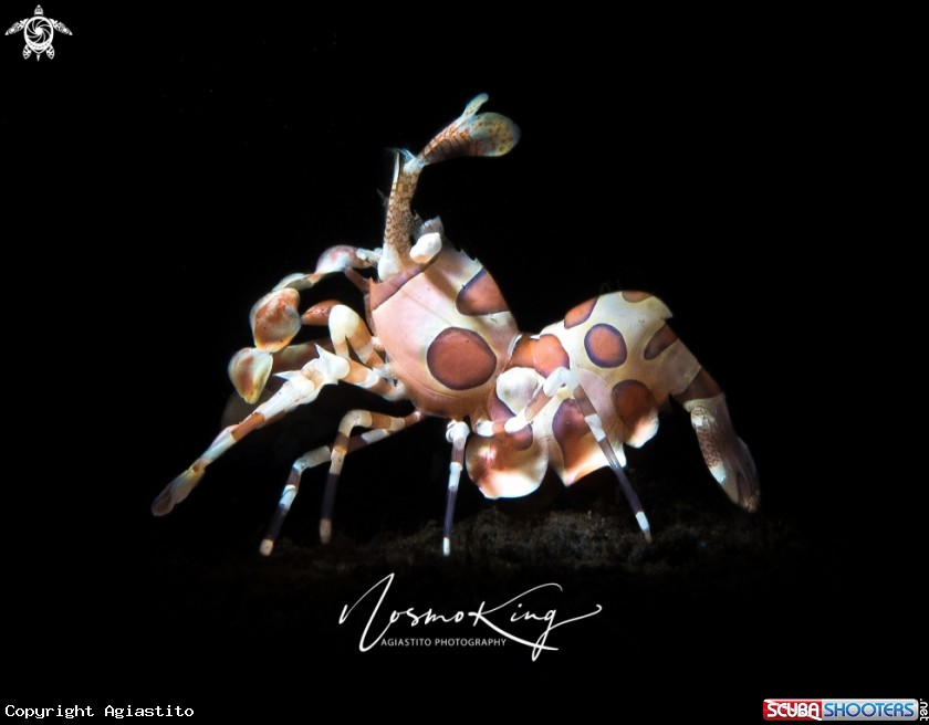 A Harlequin Shrimp