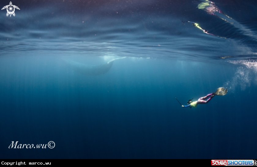 A The dream of chasing whales.