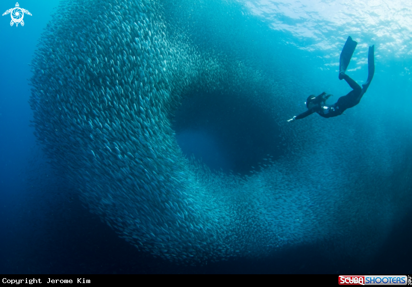 A Sardine