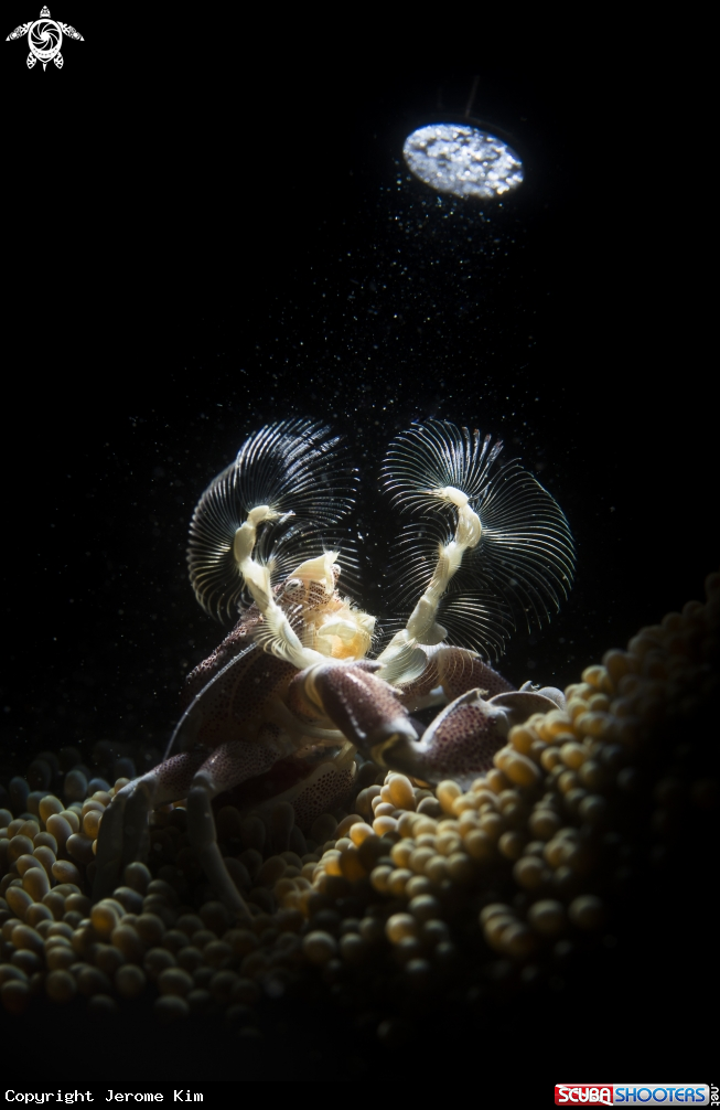 A Porcelain Crab