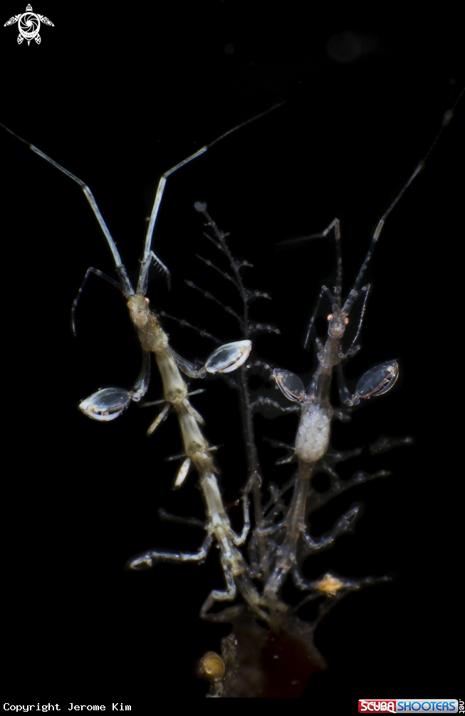 A Skeleton Shrimp