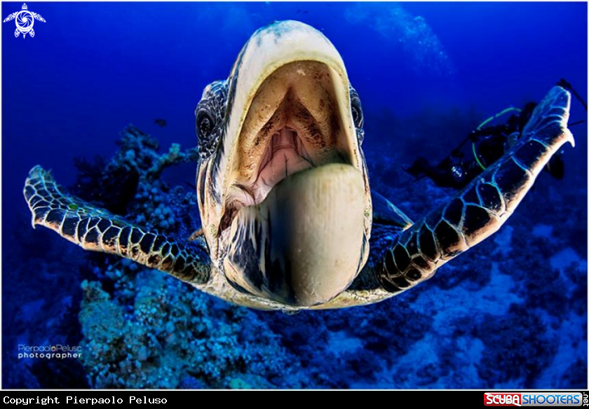 A Turtle
