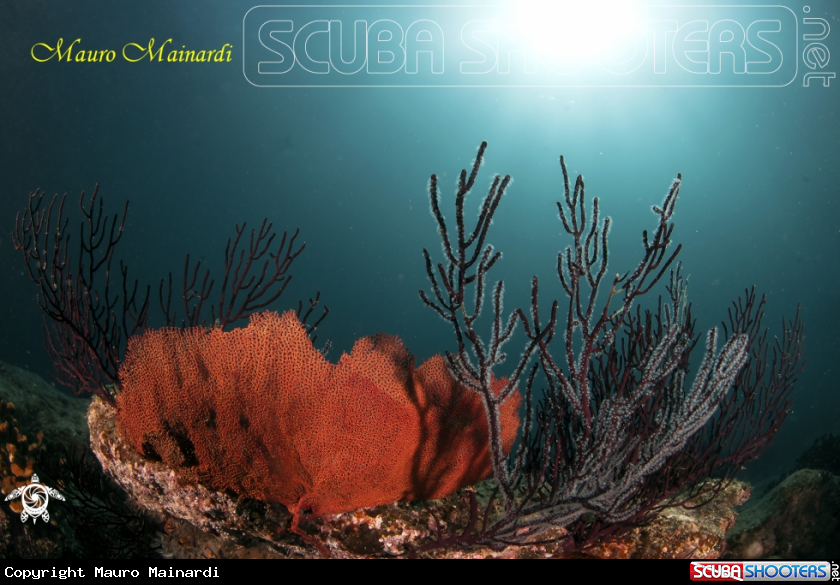 A Reef colors