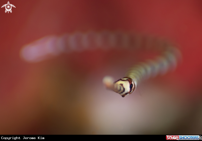 A Pipefish