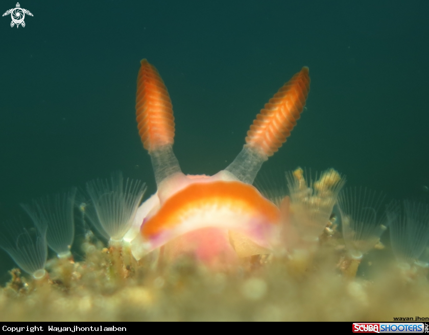 A R E L A X NUDIBRANCH