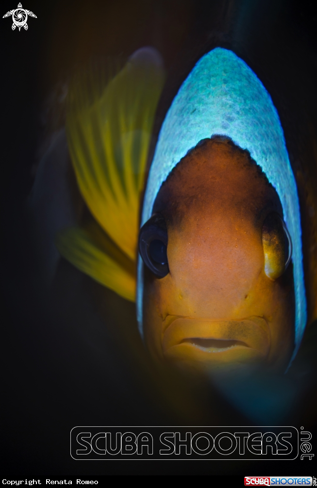 A clownfish