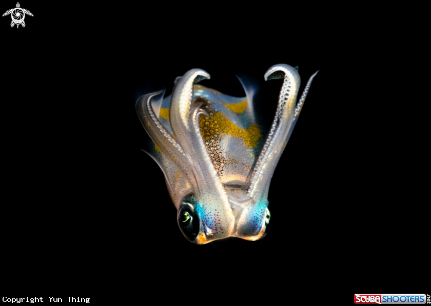 A Bigfin Squid