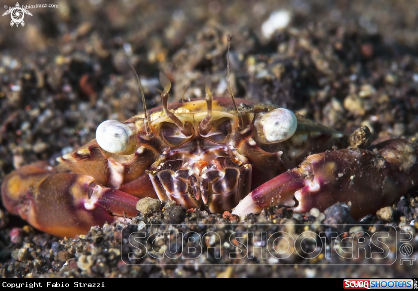A Crab