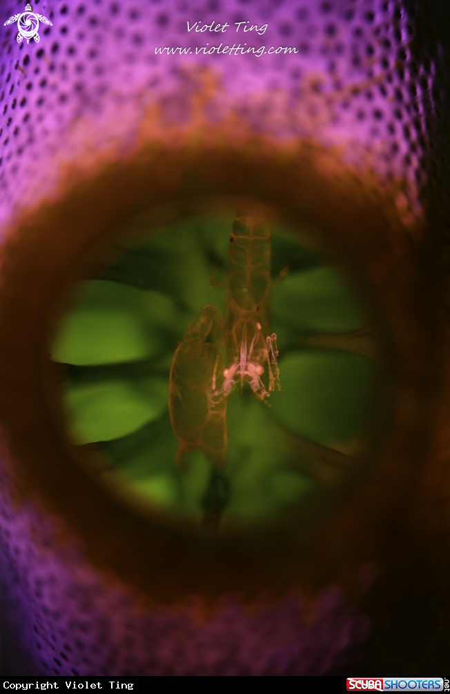 A Shrimp in Tunicate