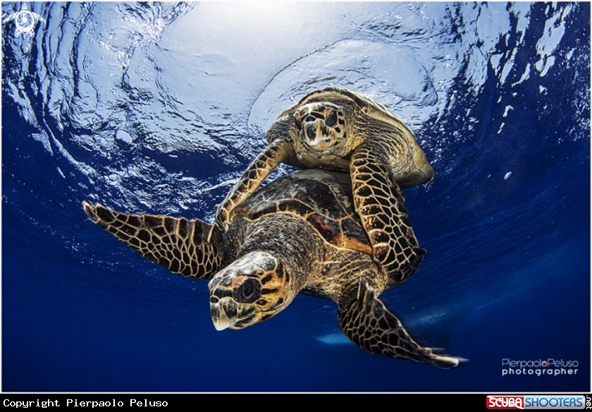 A Turtle