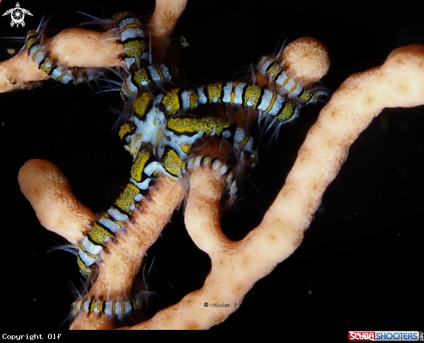 A Serpent starfish 