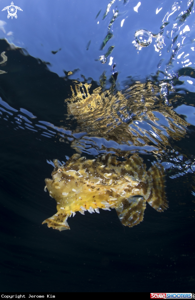 A Sargassum Flog Fish