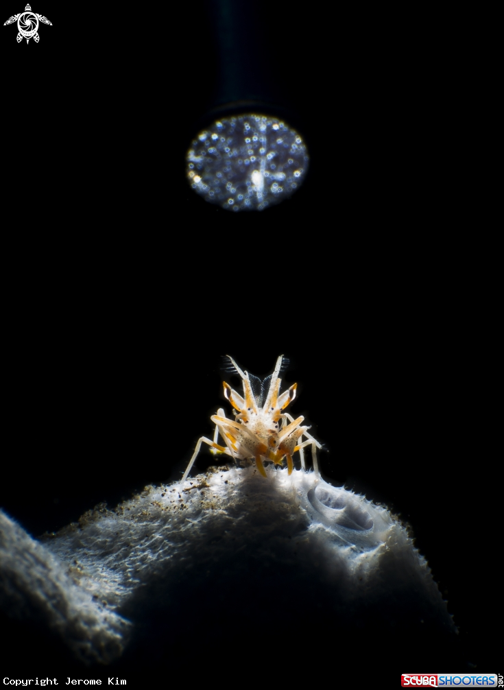 A Tiger Shrimp